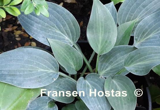 Hosta Rosi